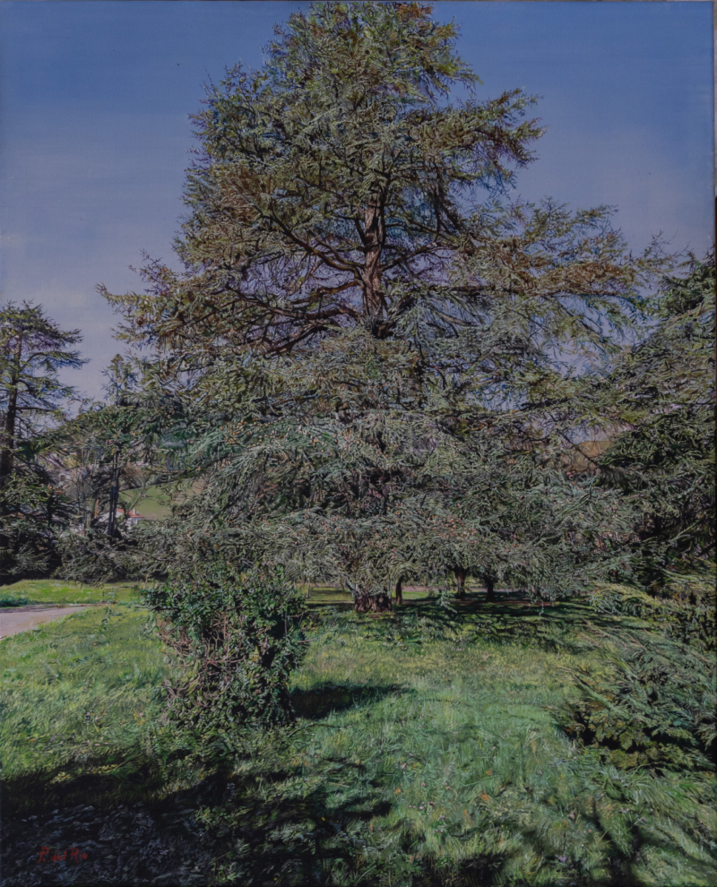 El Cedro – Óleo sobre lienzo 100 x 81